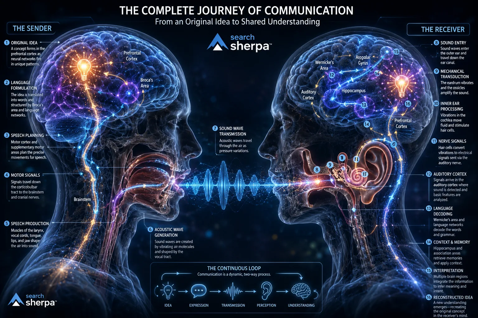Infographic showing the complete journey of communication, from an original idea in the sender's brain to shared understanding in the receiver's brain, by The Search Sherpa