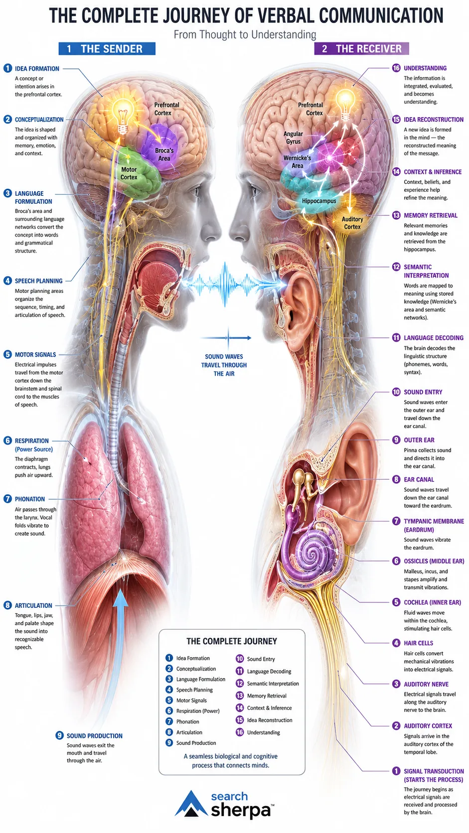 Infographic of the complete journey of verbal communication, from idea formation through speech, hearing, and understanding, by The Search Sherpa